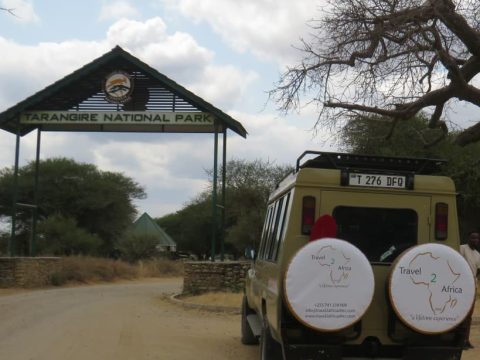 Tarangire Game drive